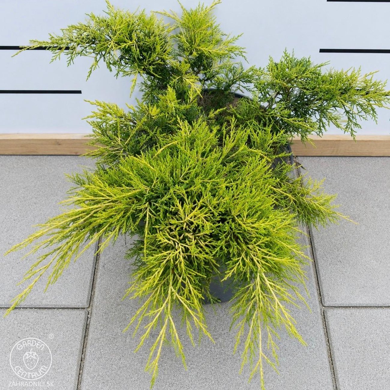 Obrázok Borievka prostredná (Juniperus media) ´PFITZERIANA AUREA´ - výška 30-40 cm, ⌀ 30-40 cm, kont. C3L